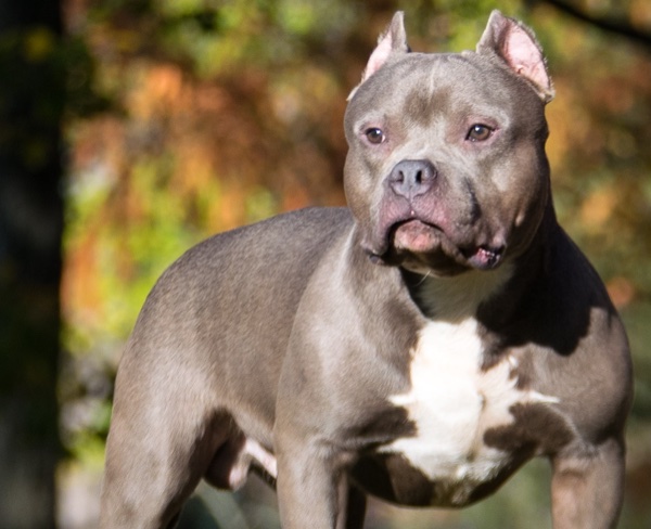 The American Bully XL